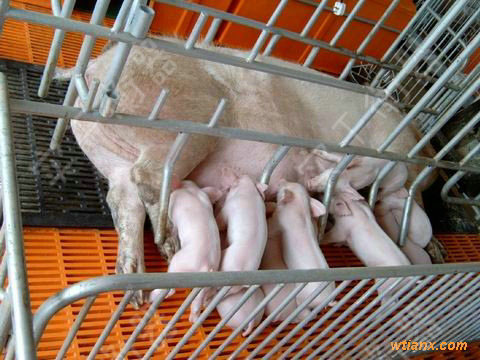 家庭豬狗稱重動物秤，電子大屏顯示動物稱