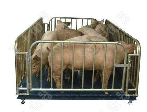 圍欄鐵架智能動物秤，定制圍欄動物稱價格